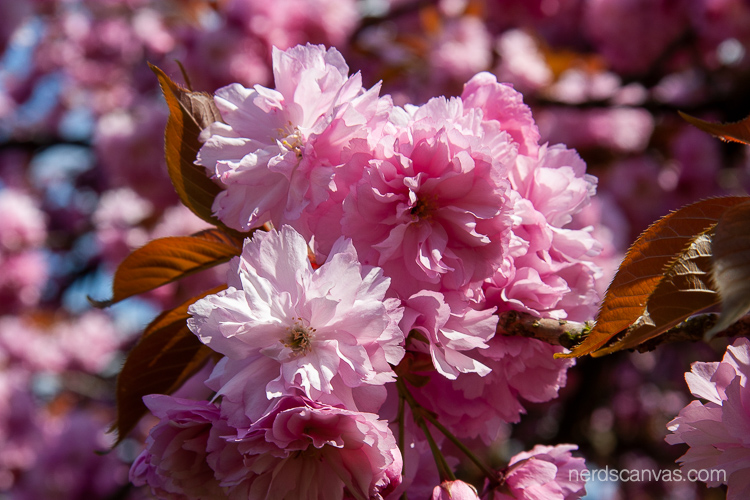 Closeup of Prunus serrulata 'Kanzan' flower