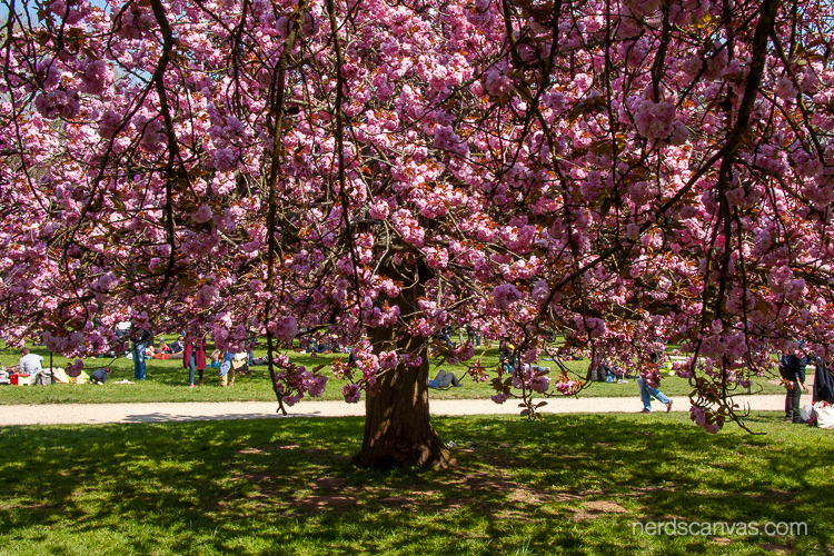 A cherry tree