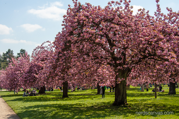 Cherry trees