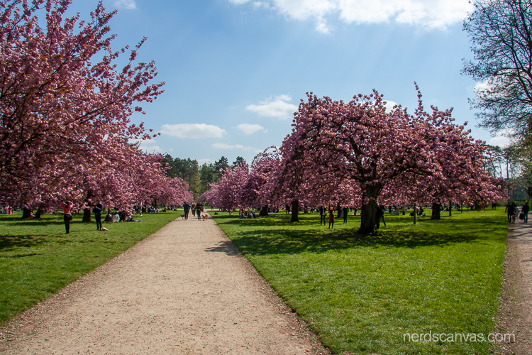 Cherry trees