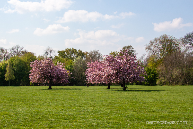 Cherry trees