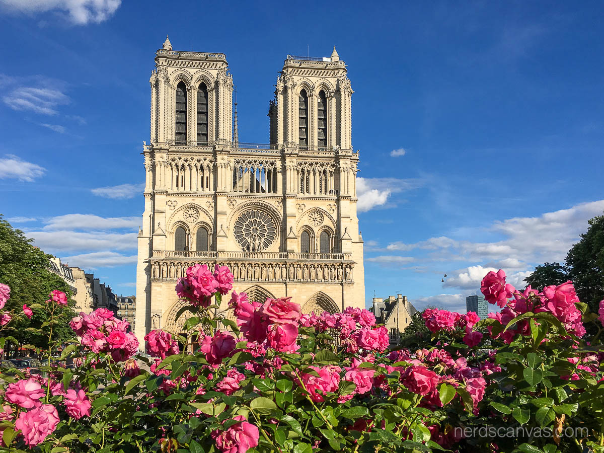 Roses in front of Notre-Dame