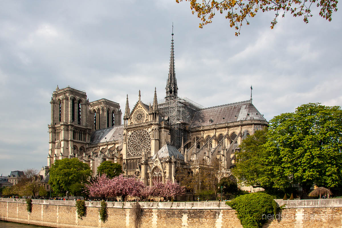 The cherry blossom at Notre-Dame