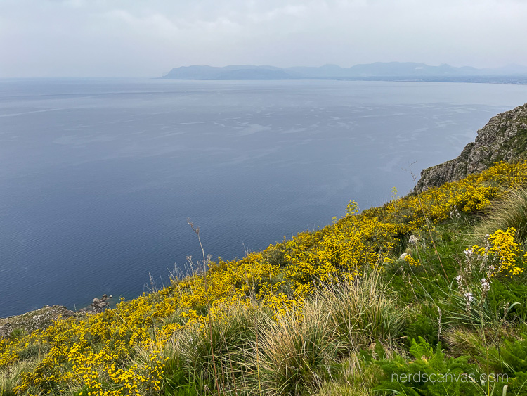 The golden field of Calicotome villosa over the cliff of the Orchid path