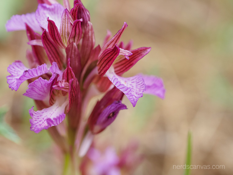 Anacamptis papilionacea