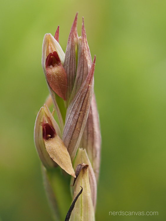 Serapias parviflora