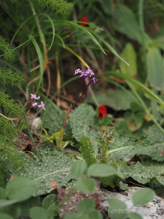 Orchis brancifortii