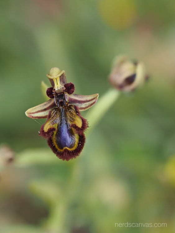 Ophrys speculum