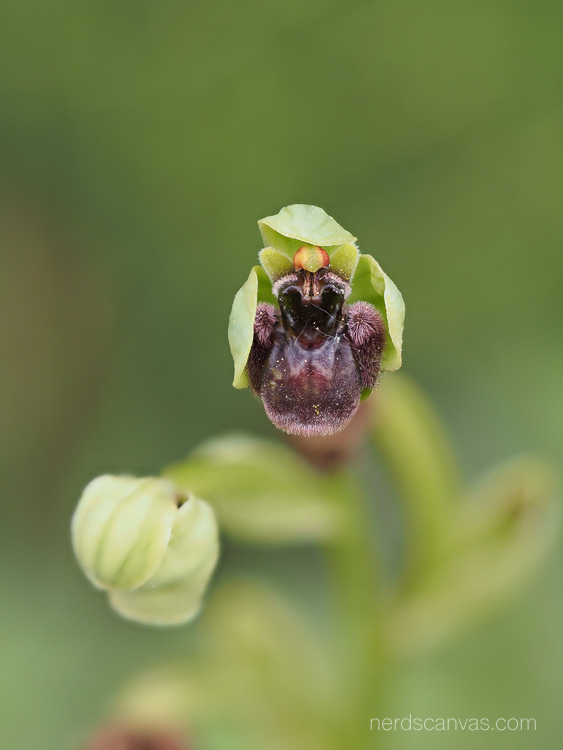 Ophrys bombyliflora